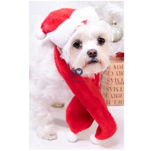 Smart Choice Festive Pet Hat & Scarf Set